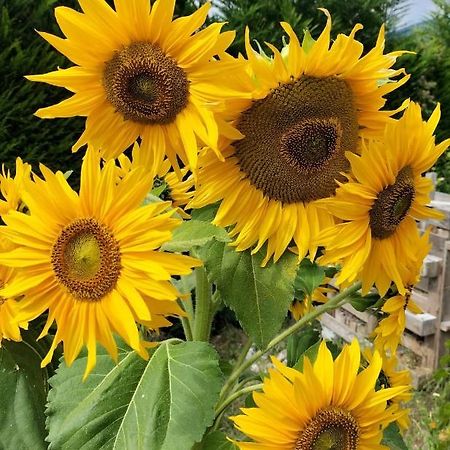 I Girasoli Sanzeno Extérieur photo