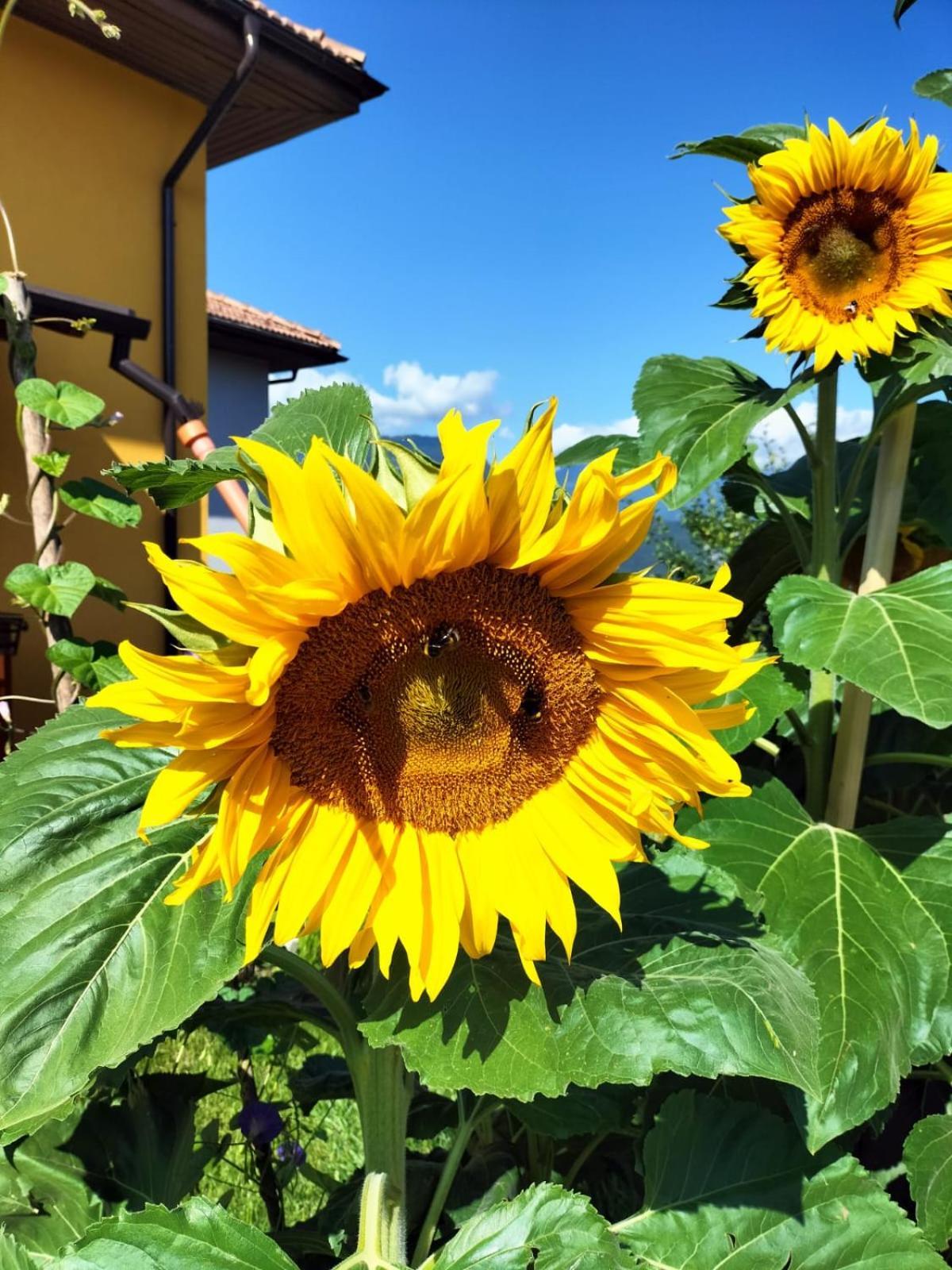 I Girasoli Sanzeno Extérieur photo