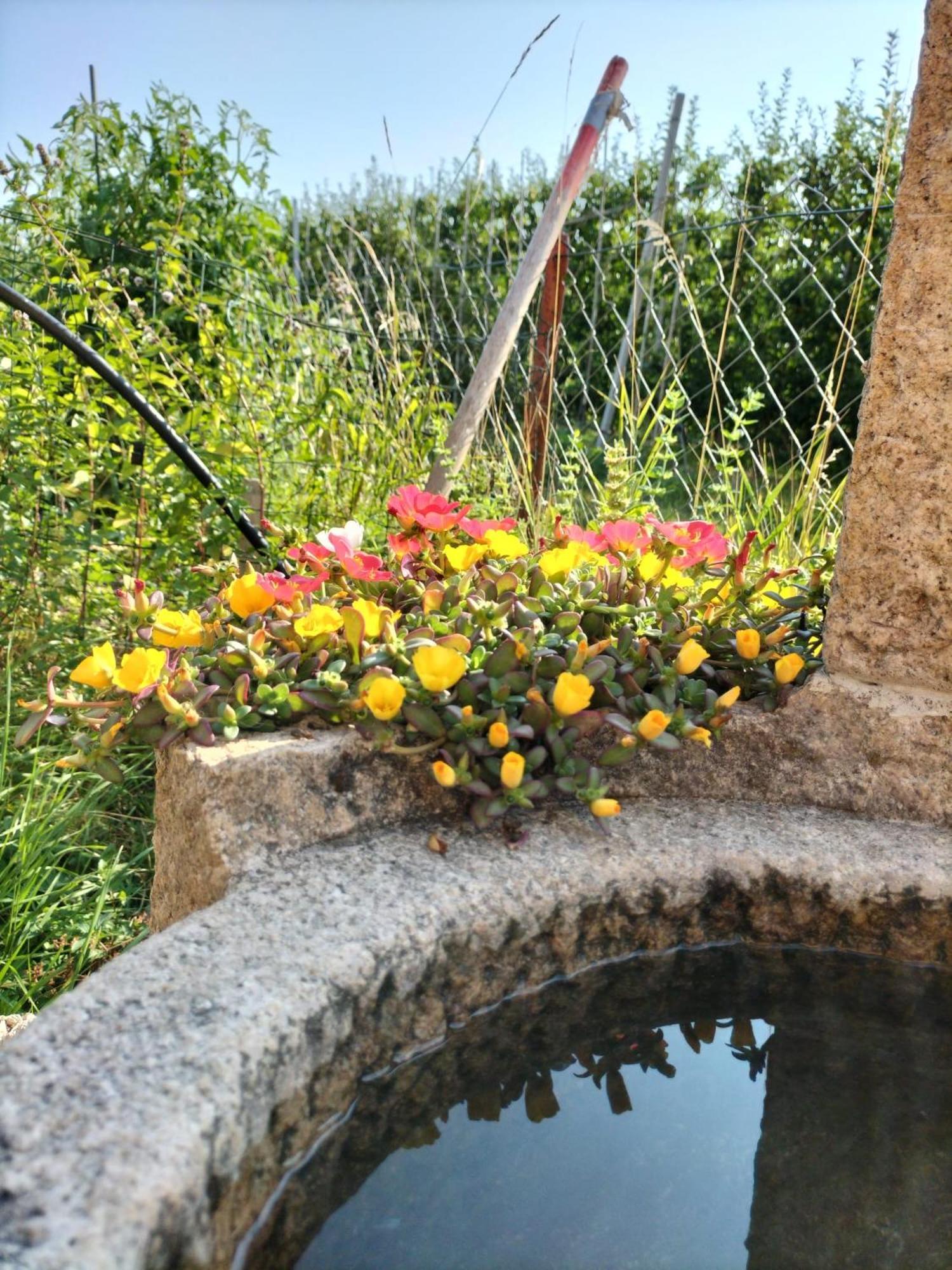 I Girasoli Sanzeno Extérieur photo